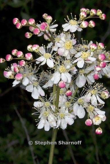 filipendula 1 graphic